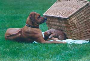 Ridgebackh�ndin mit Welpe