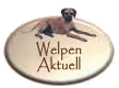 Zur Zeit keine Welpen ...