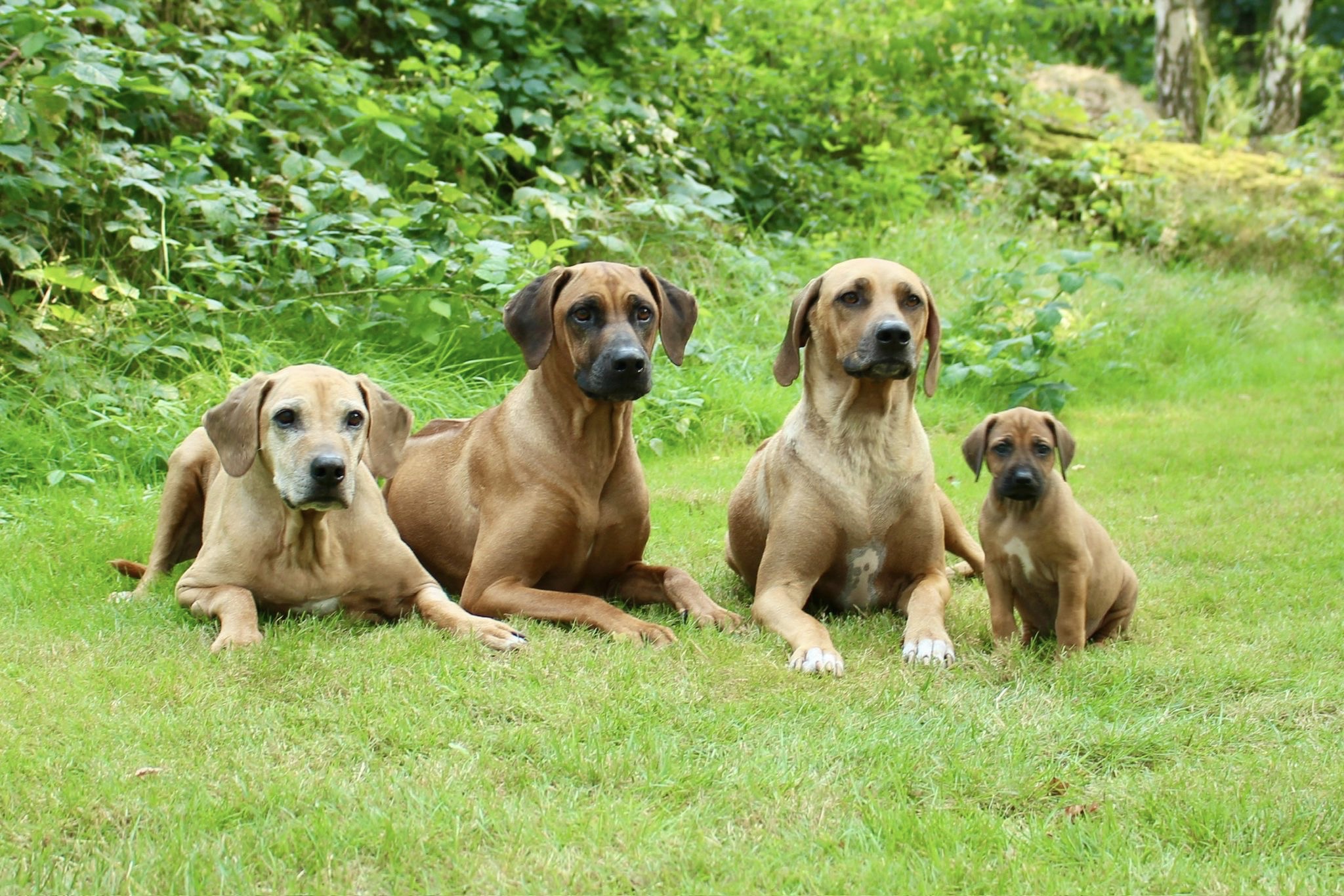 Beschreibung des Bildes