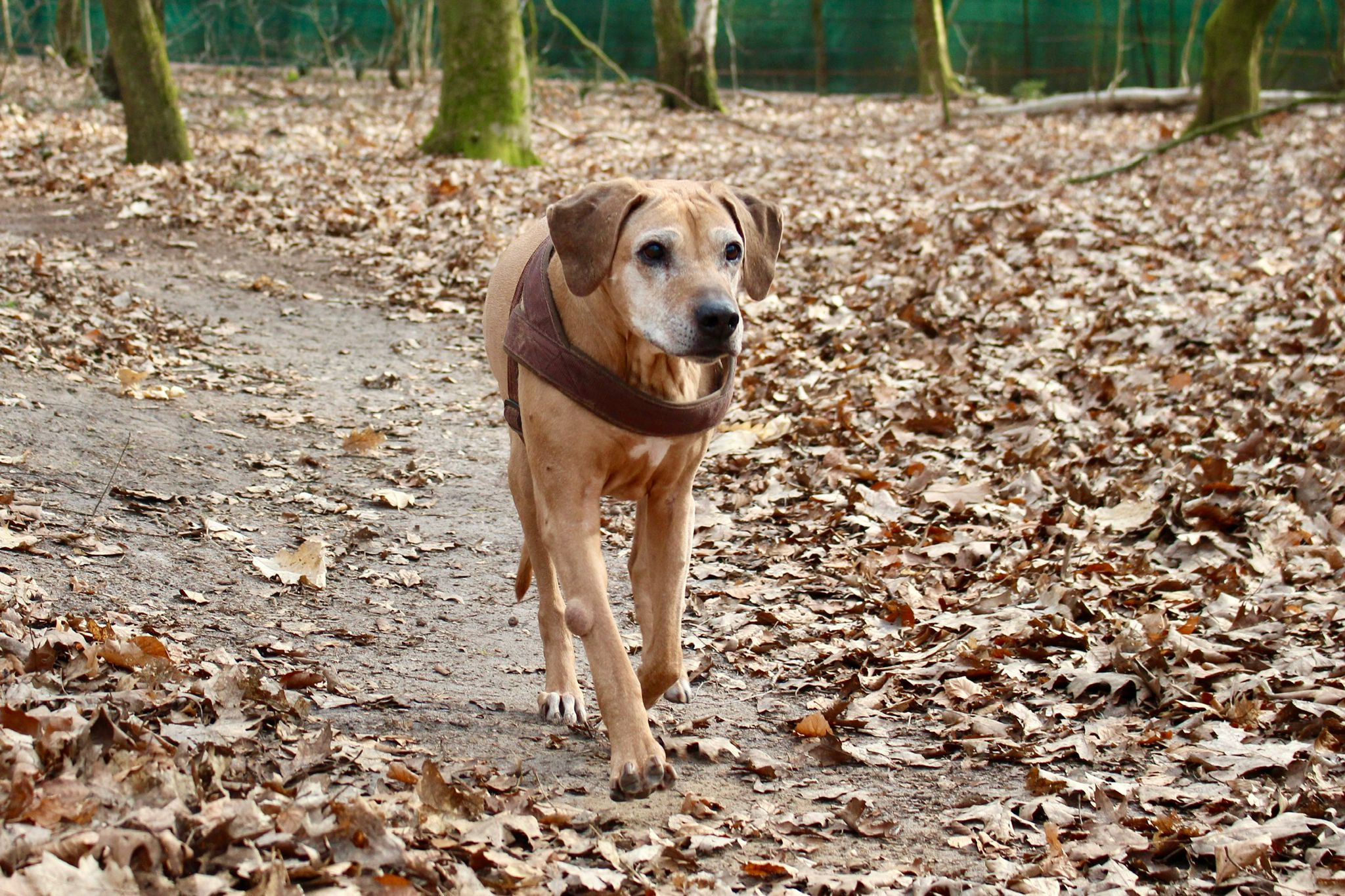 Beschreibung des Bildes
