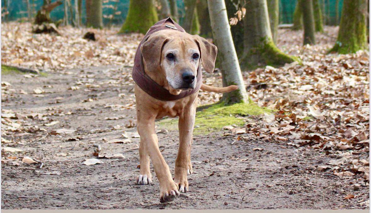 Beschreibung des Bildes