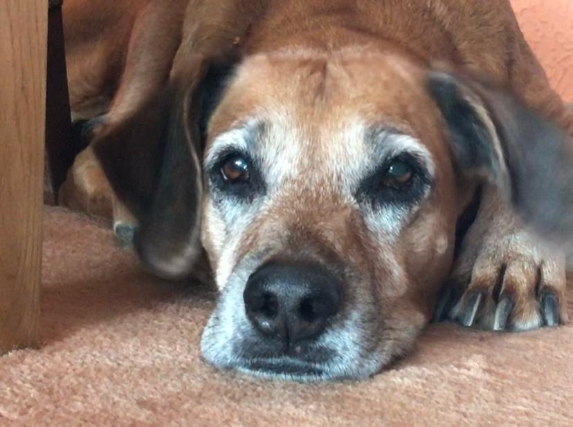 Beschreibung des Bildes