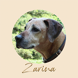 Zarina
